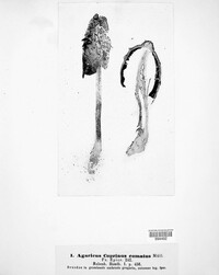 Coprinus comatus image